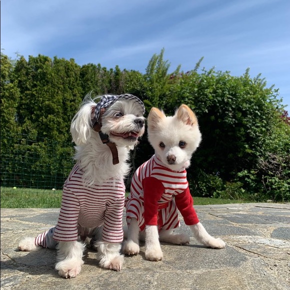 Dog hat - Picture 8 of 8